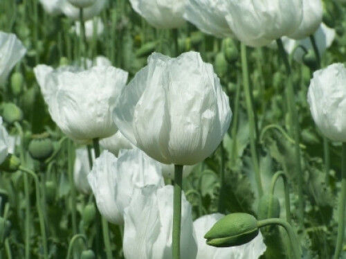 Coquelicot blanc 100 - coquelicot,
