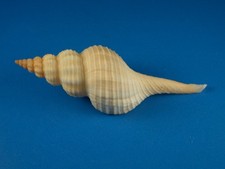Fusinus perplexus form ferrugineus, Great Sculpture, 72.6mm, Japan Shell