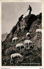 Postcard - Animals - Sheep -