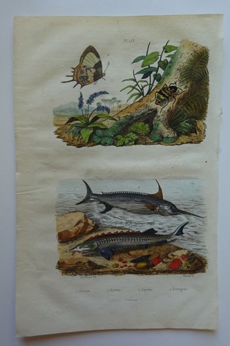Gravure 1835 dict - gravure,
