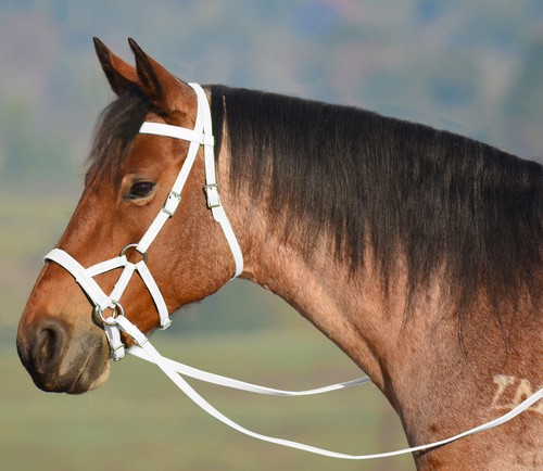 Horse size any color sidepull - size,