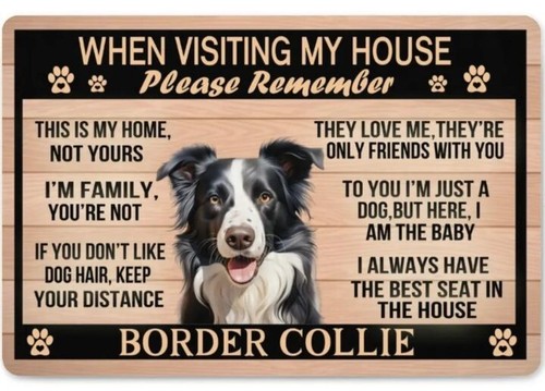 Border collie dog - collie,
