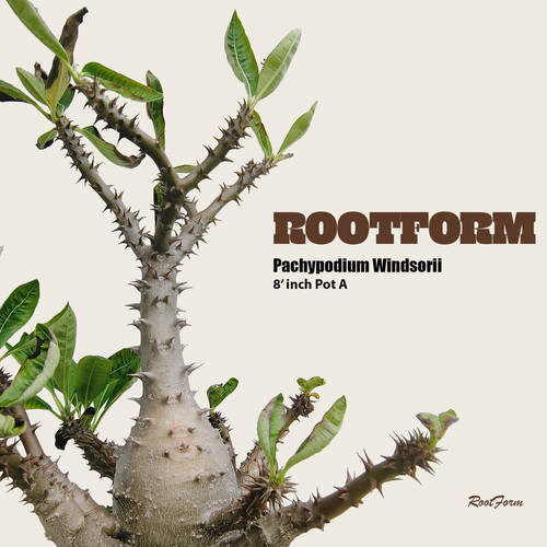 Pachypodium windsorii pot - pachypodium,