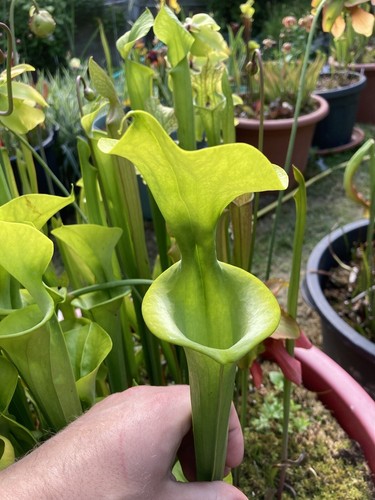 Graines sarracenia flava - de,