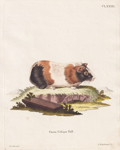 Cochon inde gravure sur - gravure,