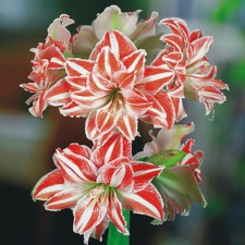 Hippeastrum Amaryllis Bulbe