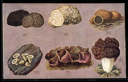 Véritables truffes morille - truffes,,