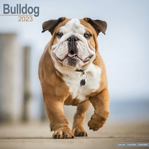 Calendrier 2023 bouledogue - 2023,