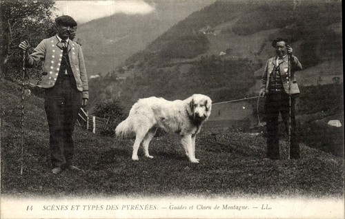 Mountain guides and dogs - dogs,