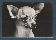 CPSM vers 1960  nature faune animaux  chien  chihuahua