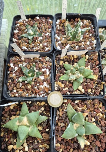Ariocarpus plusieurs - -,