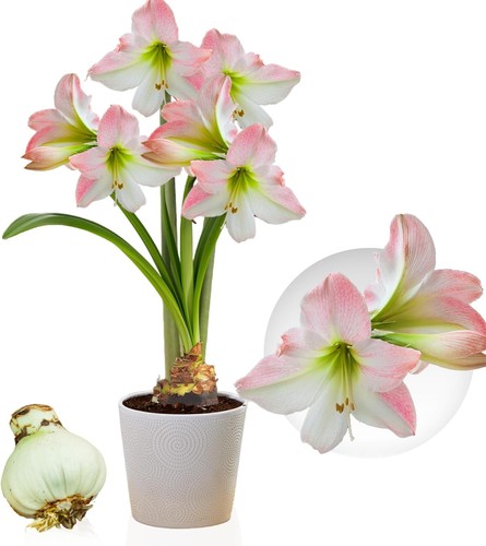 Bulbes amaryllis fleurs de - bulbes,