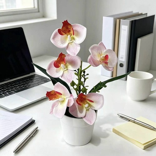 Plante orchid papillon - plante, orchid��e