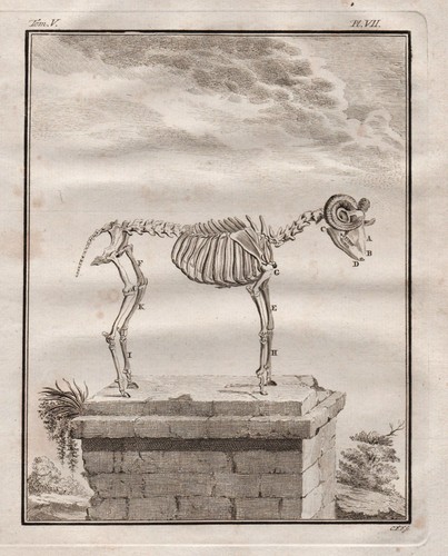 Ram bélier squelette - bélier, de