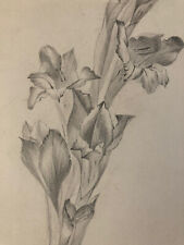 beau Dessin 1900 Fleur Fleurs Crayon Branche Plante Art Nouveau Herbier Ancien