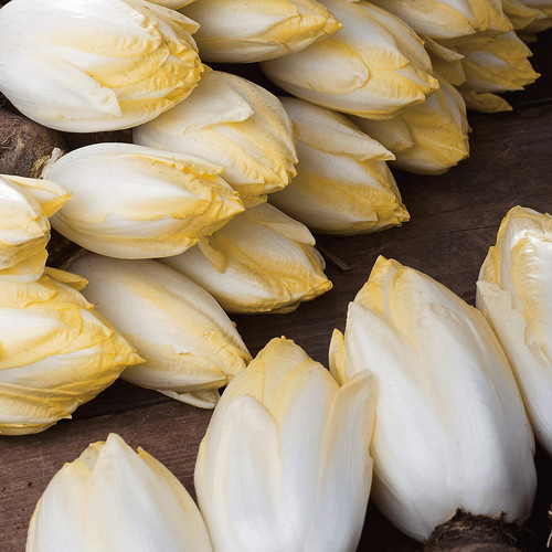 Endive chicorée witloof - endive,