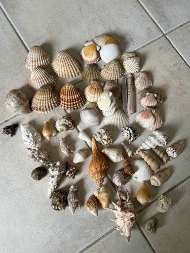 Lot coquillages variés - de,