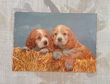 Carte Postale Ancienne Photo