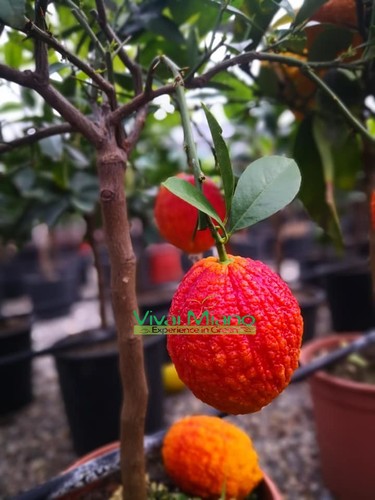Plante citron rouge image - de,