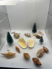 Lot de 14 coquillages