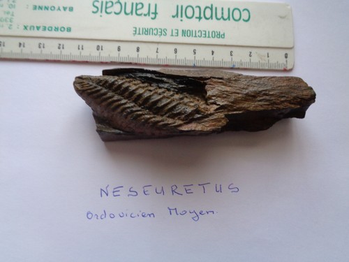 Trilobites fossiles - trilobites,