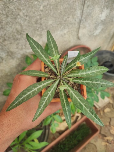 Dorstenia lancifolia