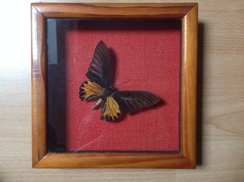 Papillon troide aeacus - troide, de