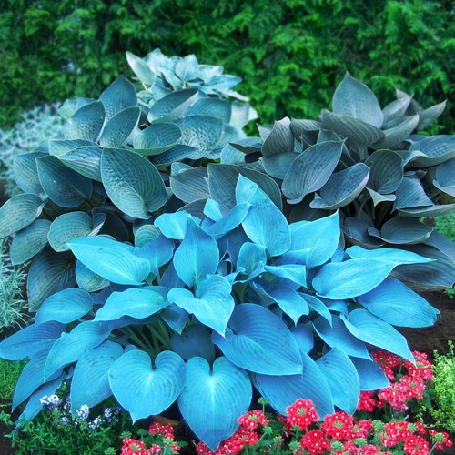 Hosta plantain rustique - plantain,