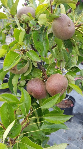 Pyrus communis garden gem - pyrus,