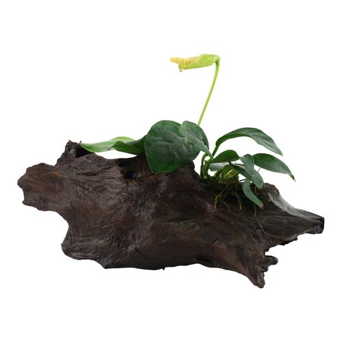 Plante aquarium anubias - d’aquarium,