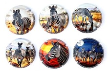 News -Série de 6 Capsules de