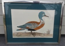 DAYELLE DE TERRONBLAN BIRD DRAWING FRENCH DESSIN DE MONBALY 1970 VINTAGE 