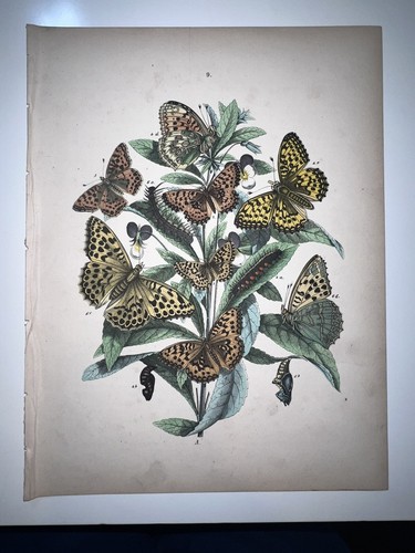 Butterflies moths entomology - butterflies,
