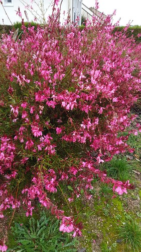 Gaura lindheimeri siskiyou - lindheimeri, 'siskiyou