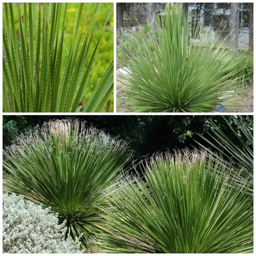 Graines dasylirion texanum - 10,