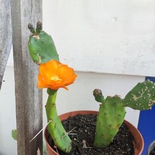 Cactus Opuntia Anacantha