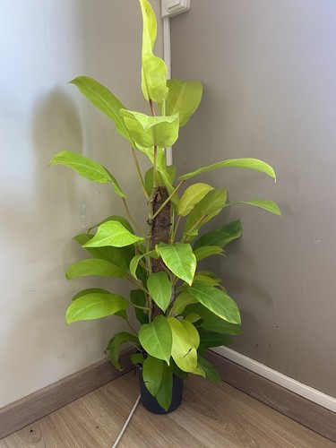 Philodendron malay gold - philodendron,
