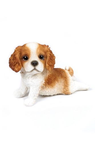 Cavalier king charles - 7.5",