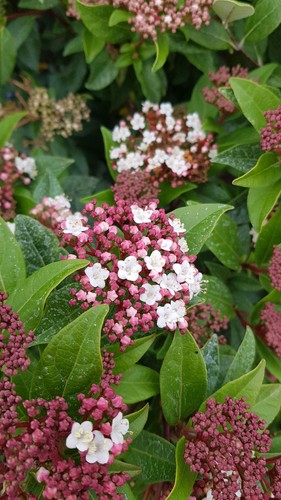 Viburnum tinus laurier tin - tinus, /