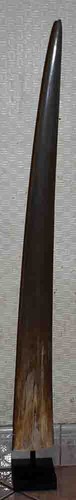 Taxidermie rostre espadon - taxidermie,