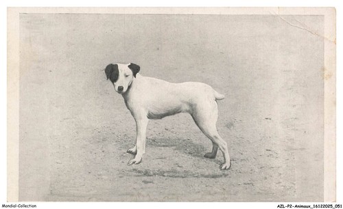 Azlp2 0129 animaux chien - -,