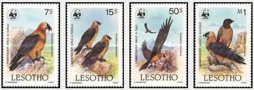 Timbres oiseaux rapaces - oiseaux,