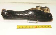 prehistoric reindeer jaw (016)