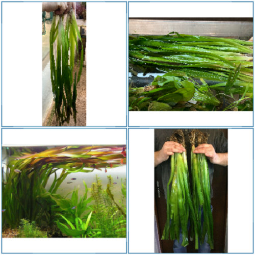 Super grande vallisneria - super,