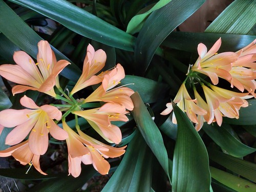 Clivia african pastels - african,