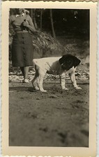 PHOTO ANCIENNE - VINTAGE