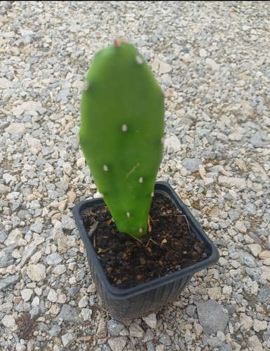 Cactus opuntia - ,