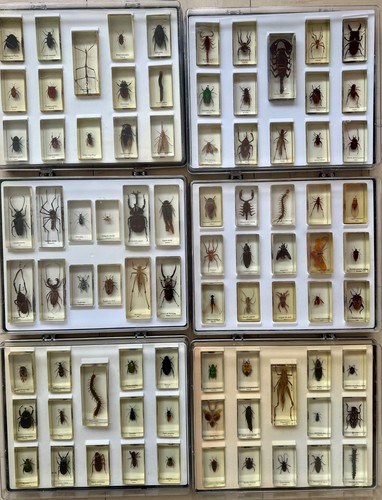 Collection insectes - collection, d