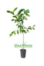 Plante de citron poire du