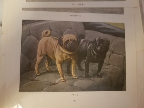 Louis fuertes pair - louis, of